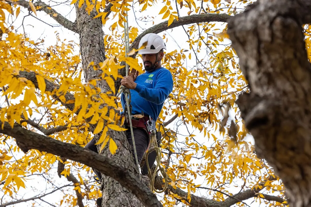 Skilled Tree Planing crew working in Iroquois